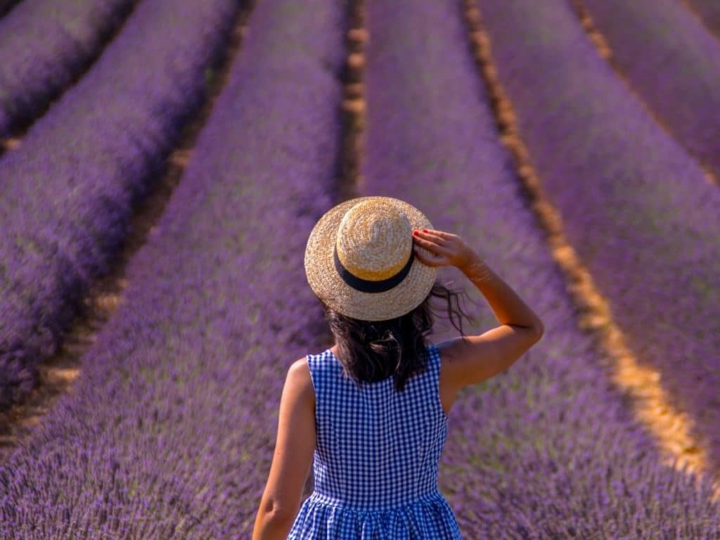 lavender fieald framing