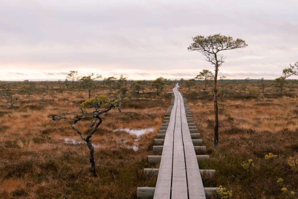 Estonia bogs